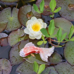  By Str - Hrklemme - Koi Karpe - Rust/Rhvid