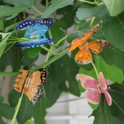 By St�r - H�rklemme - Morpho Sommerfugl - Brun