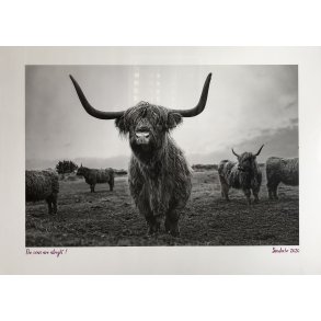 Studio Sumo - Plakat, The cows are allright - 50 x 70