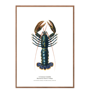 Permild og Rosengreen - Indrammet Plakat - Lobster,  OBS: SENDES IKKE