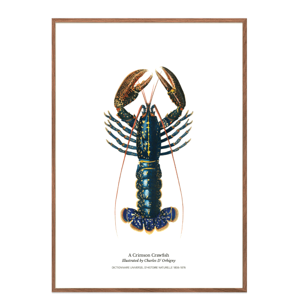 Permild og Rosengreen - Indrammet Plakat - Lobster,  OBS: SENDES IKKE